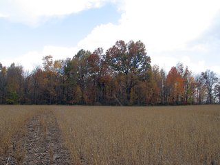 Property photo 12 - 97 +/- Acres Tillable Land Auction